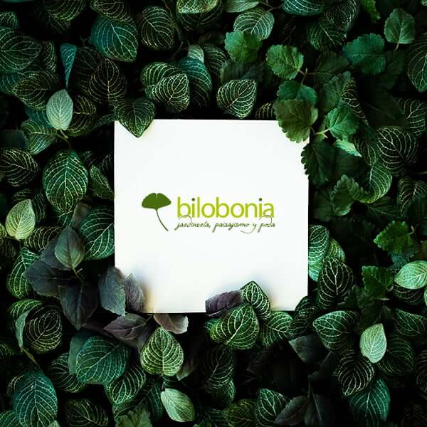 Servicio de branding para la empresa de jardinería Bilobonia